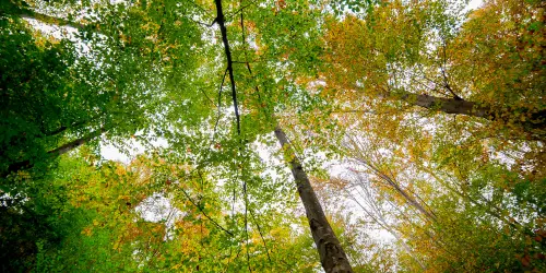 Blick in grüne Baumkronen – Symbol für Achtsamkeit, Präsenz und innere Ruhe.